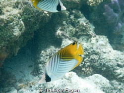 2 double saddle butterfly fish hanging out by Jessica Fagan 